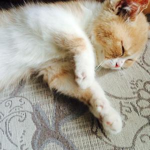 六年级小女孩在洗澡间小便
